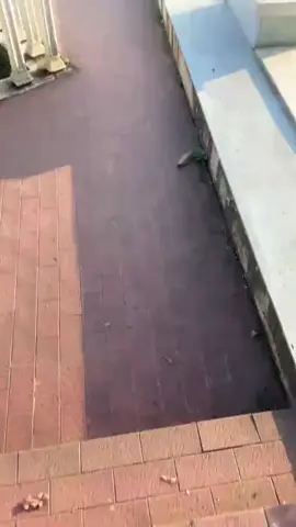 খাগড়াছড়ি আলুটিলা গুহা 🏞️🙂#fyp #viralvideo #viraltiktok #foryou 