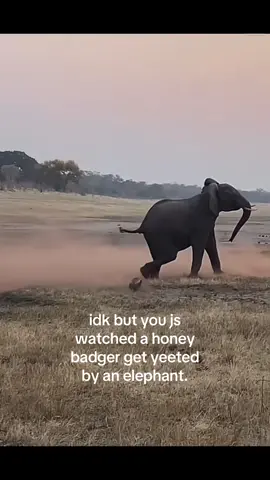#elephant #honeybadger #fypシ゚viral #fypシ #viral 