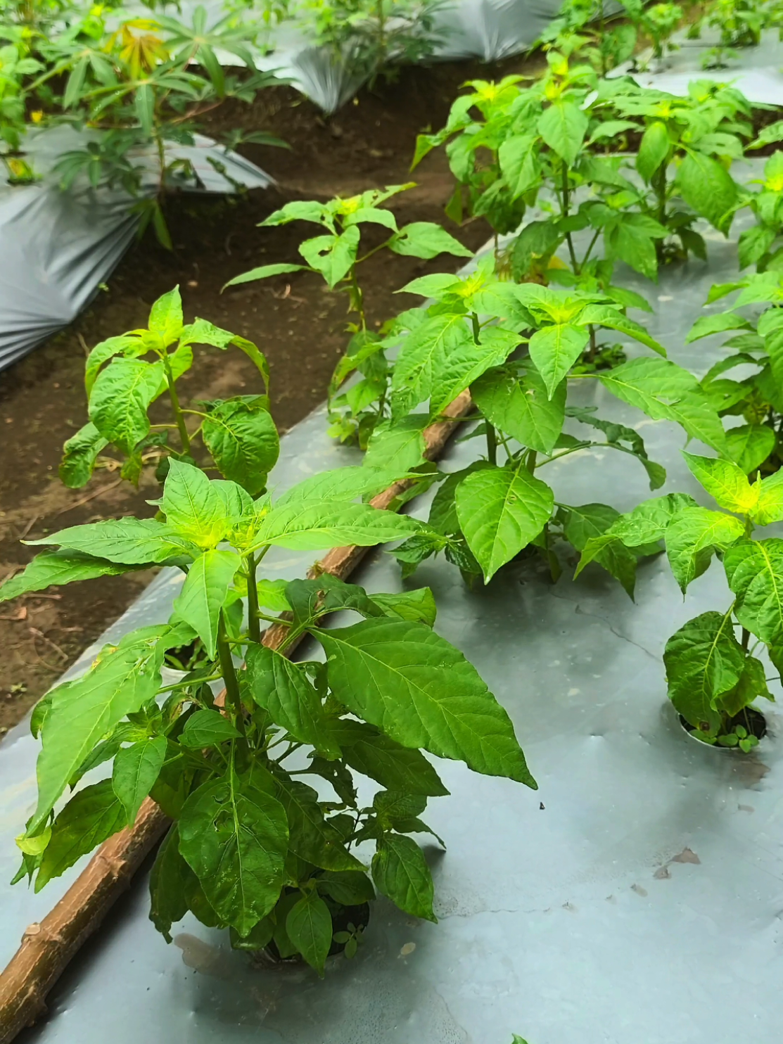 Pesona 35 hst belum pernah dipupuk kocor maupun tugal #petani #petanimuda #petanicabai #cinematic #fyppppppppppppppppppppppp 