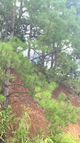 #တုံတာတောင်အဆင်#လှချက်HINO GP❤️‍🔥❤️‍🔥#အရှေ့ပိုင်းလမ်း @loawein @Than Shwe @✅⚙ HeinHtet 💰🚚 @Pin🪐 