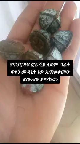 🌴0987_77_70_51🌴#ethiopian_tik_tok🇪🇹🇪🇹🇪🇹🇪🇹 #oromotiktok❤️💚❤️ethiopiantiktok #habeshatiktok #fyp #viyraltiktok