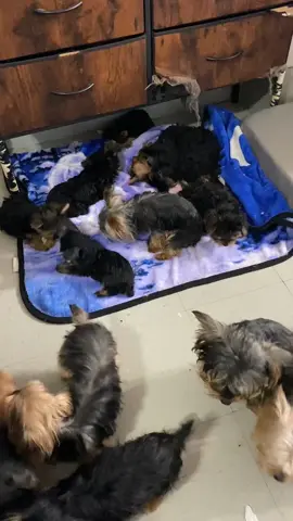 Two o’clock in the morning . 🥲#tiktok #newyorkiepups 