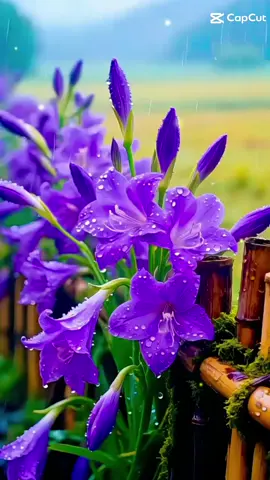 #assalamualaikum🙏  #metsiangsbttiktok🙏 