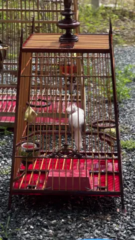 #23y #เด็กกระบี่ #ผู้หญิงเลี้ยงนก 