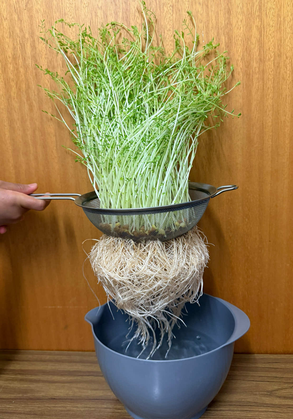 Micro green superfood healthy cooking #fyp #viral #foryou #trending #healthyliving 