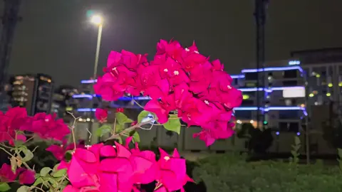 প্রিয় জান্নাত আপু তোমার কন্ঠে উপন্যাস না শুনলে হয় তো বুঝতাম না উপন্যাস শোনার মধ্যে কি আছে আগে উপন্যাস পড়তাম যদিও এখনও পড়ি But আপনার কন্ঠে উপন্যাস না শুনলে কেমন জানি অস্থির অস্থির লাগে @👰🏻‍♀️গল্পের🪷রানী 👰🏻‍♀️  #video  #tiktok 