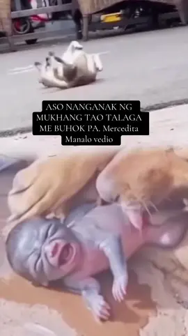 Aso nanganak  ng mukhang tao talaga  me buhok pa#fomft🇵🇭🇵🇭 #merceditamanalo #videoviral 