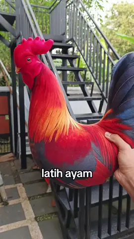 Boneka bantal ayam lucu #boneka #bantal #ayam #lucu #ayamjago 
