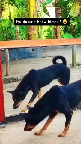 dog vs Mirror he doesn't know himself  #dogsoftiktokviral #funnyvideos #dogsvsmirror #prank 