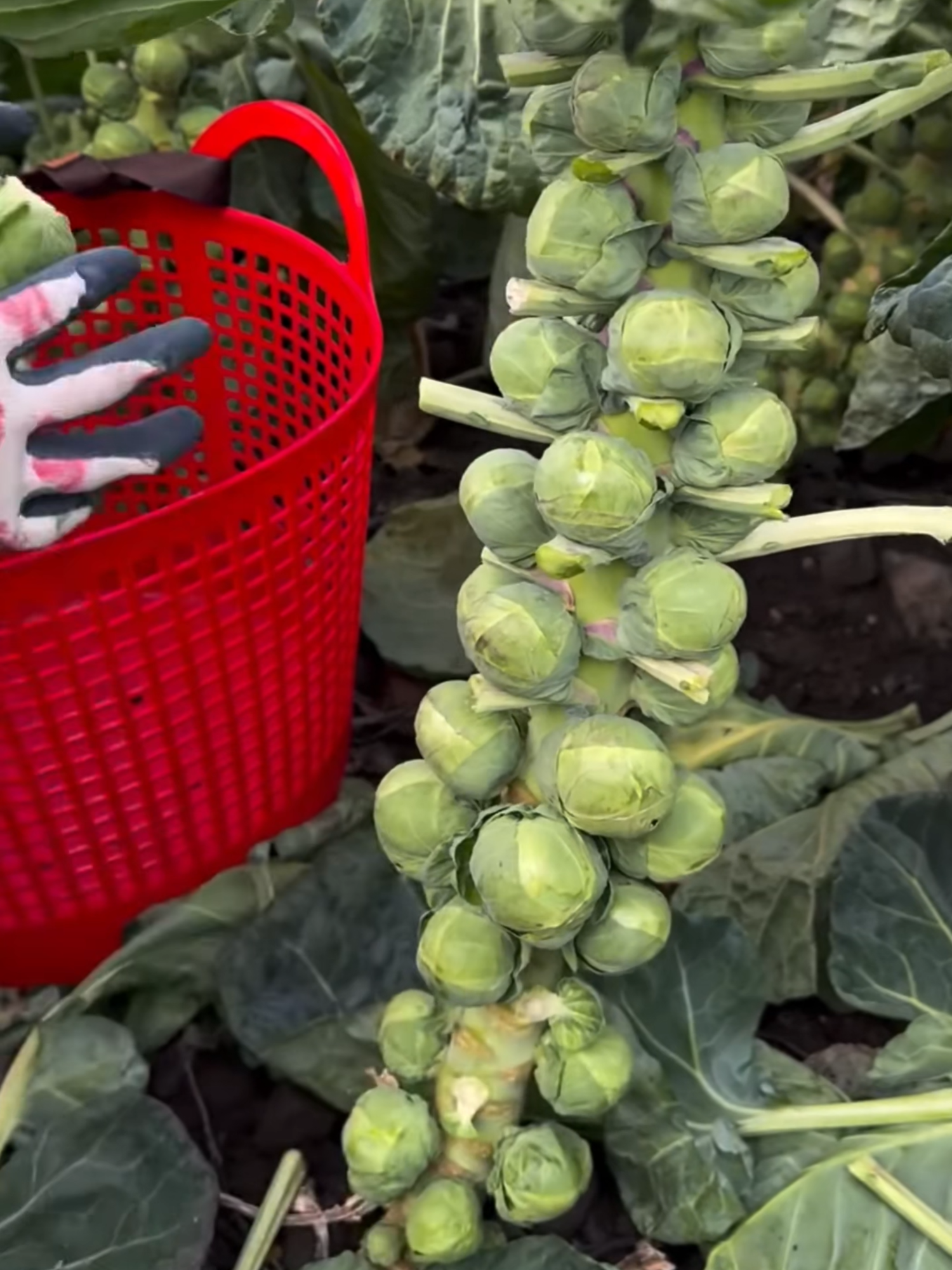 Bắp Cải Tí Hon Siêu Bổ Dưỡng cho bà con đây ạ!! #bapcaimini #bapcaitihon #rausach #bapcai #xuhuong