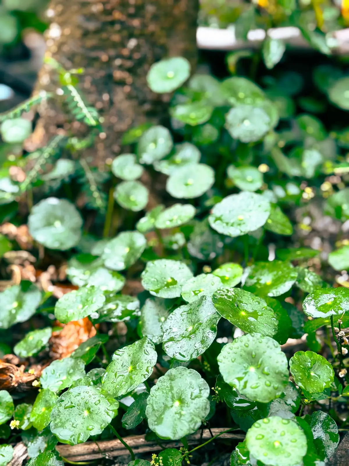 Những bức ảnh sau cơn mưa ở một vùng quê #quehuong #mientay #lofi 