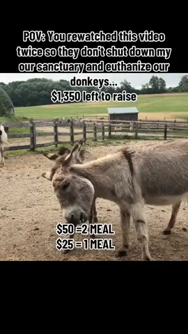 Zeus and Peanut having a rowdy moment. #donkeysanctuary #donkeyrescue #donate #donkeysoftiktok 