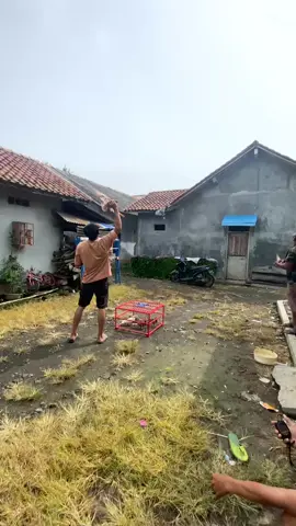 laga turnamen hari Minggu ini full semangat 🕊️🕊️ #merpatitinggian  #merpatilovers  #merpatimania  #merpatirumahancilacap  #merpatirumahan 