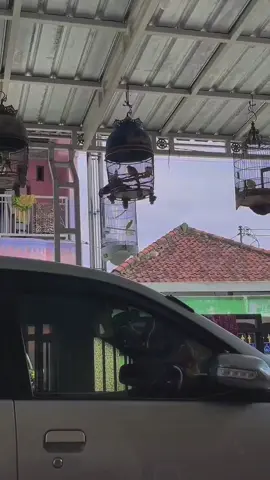 minggu kawanen😂 #gresik24jam #kicaumania 