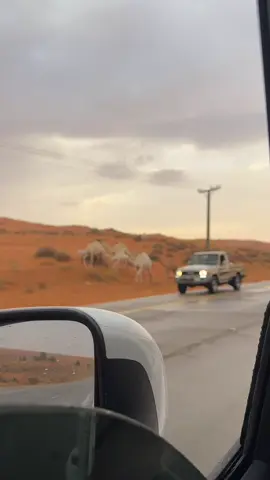 أول خيرات الوسم علئ الثويرات بـ الزلفي 🌧️ ١٤٤٧/٥/٢٤هـ وجلستنا المطلة علئ واحة المنسف🌴الجميلة وقت الهطول وريح الثرئ وشبة النار منظر مميز . #الزلفي #أمطار_الوسم #نفود 