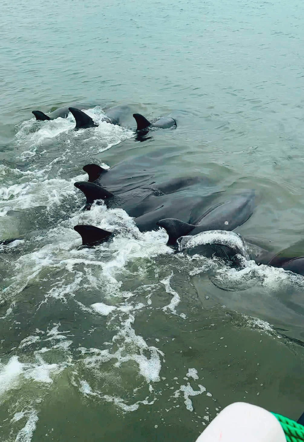 மன்னார் பகுதியில் கரையை நோக்கி படையெடுக்கும் டொல்பின் மீன்கள் 🐬 🐬 #mannar #news #dolpin #viralvideo 