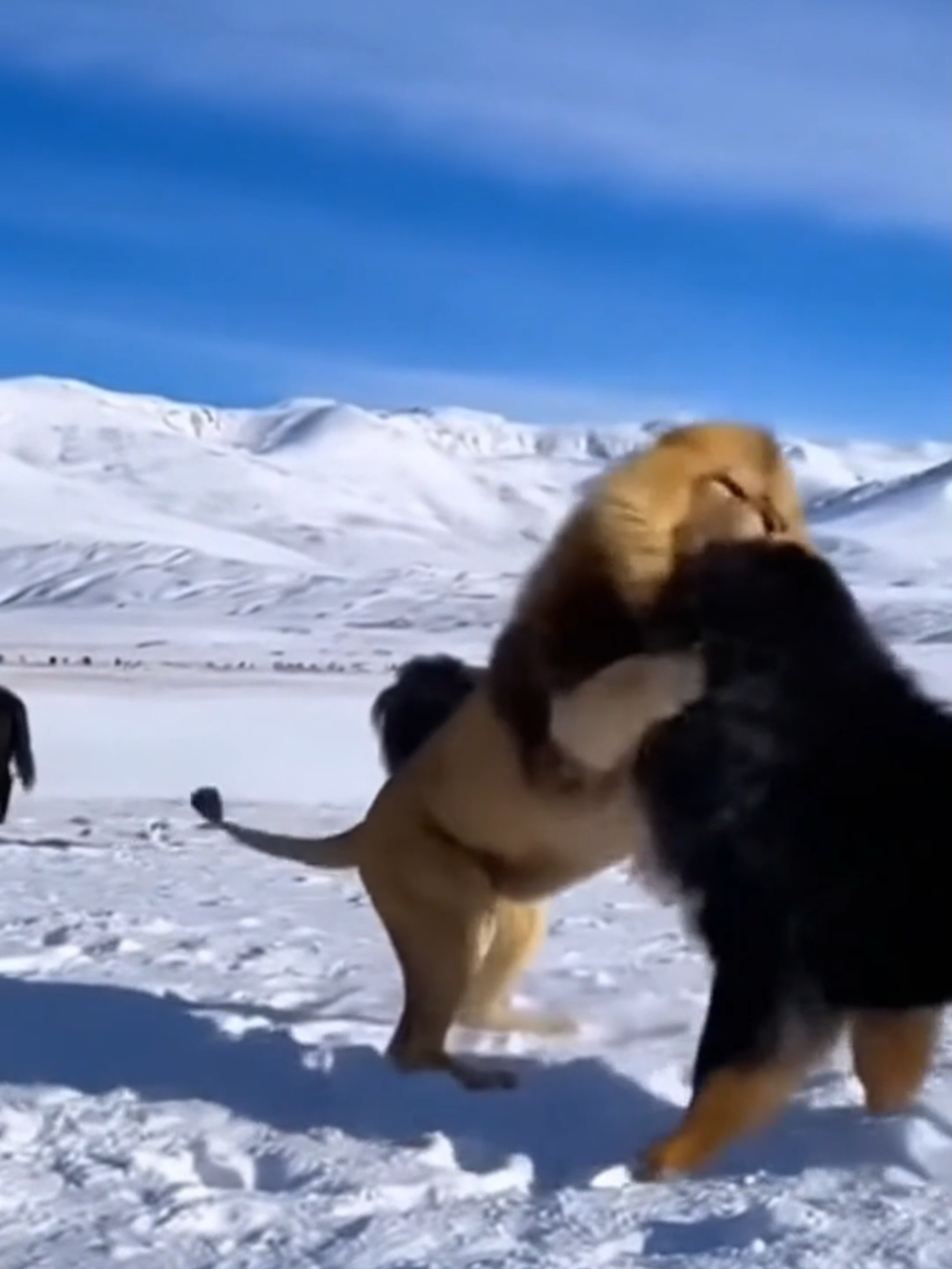 Battle of Kings: Tibetan Mastiff Challenges the Lion!