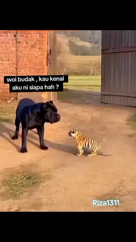 sekadar hiburan .  #hiburantiktok  #haiwanlucu  #buatbuatpengsan 