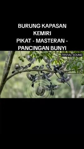 BURUNG KAPASAN KEMIRI #suaraburung #masteranburung #kicaumania 