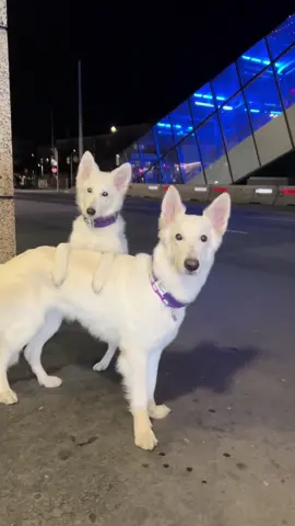 Lalalalala#ayla#rika#elenaundayla#fyp#meme 