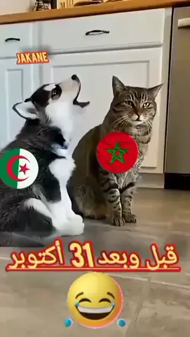 الحگاية ومافيها 😅