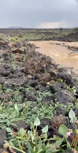 #الشعب_الصيني_ماله_حل😂😂 