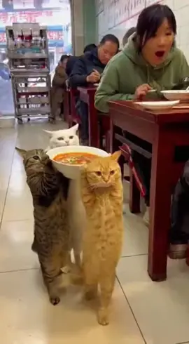 You WON’T Believe This! Cats Walk Off with a Full Bowl of Soup 😱🐾 #Cats #FunnyCats #RealFootage #NoFilter #CaughtOnCamera           