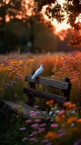 #اصبحنا_واصبح_الملك_لله__صباح_الخير #