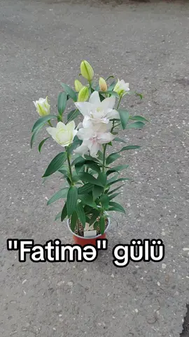 Ünvan Xırdalan şəhəri Təzə bazar #xirdalangulculuk #kesfetbeniöneçıkart #kesfetteyiz #kesfet #global 