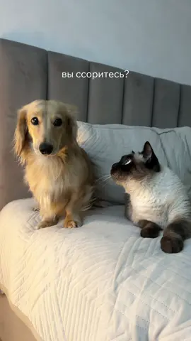 никто не ссорится, просто мы все периодически получаем от кота 😅 #такса #длинношерстнаятакса #doxie #смешныеживотные #котисобака 