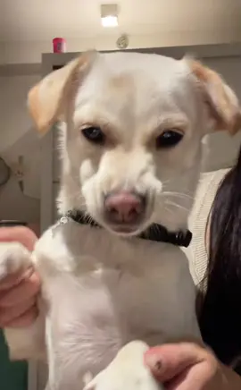 #puppydance #swaydancetrend #puppydance #glitch 