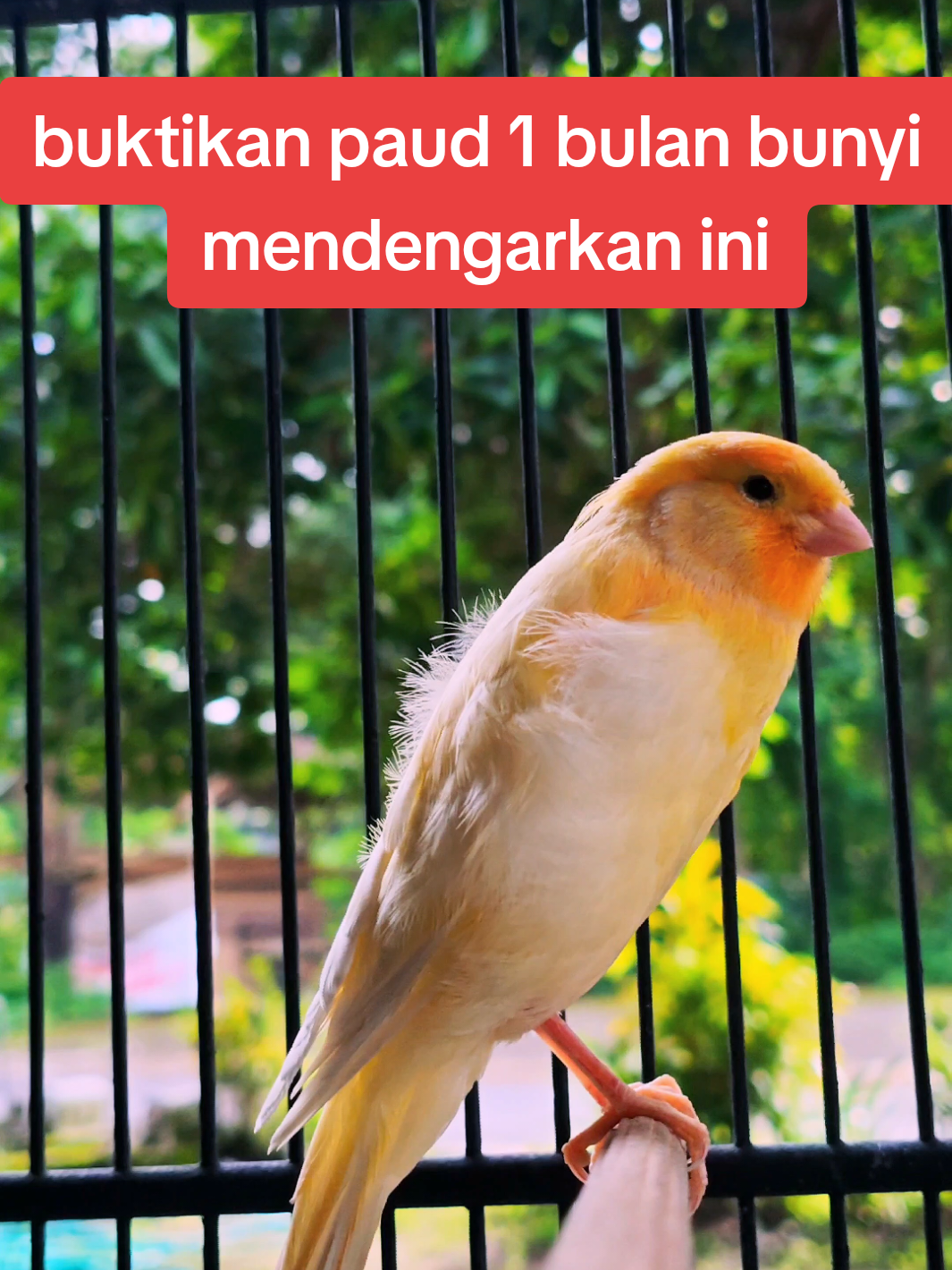 paud ngeriwik usia 35 hari ampuh untuk pancingan agar ngeriwik#kicaumania #kenariindonesia #bird #kenari #canarias 