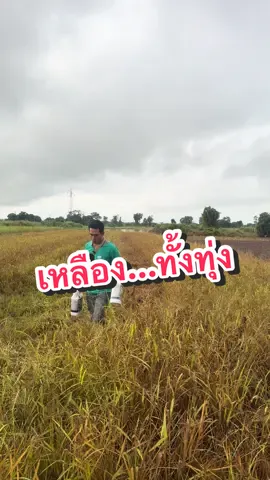 #สารกำจัดวัชพืชทุกชนิด#กําจัดหญ้าใบแคบใบกว้าง #วัยรุ่นทํานาพิษณุโลก🌾❤🙏🏻 