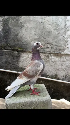 king😍#merpati #f #merpatikolongbebas #merpatilovers #merpatikolong 