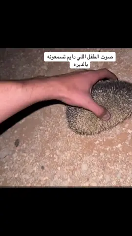 #explore #fey #feyr #virall 