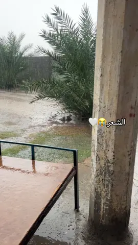 #شعراء_وذواقين_الشعر_الشعبي #vaiprofycaramba 