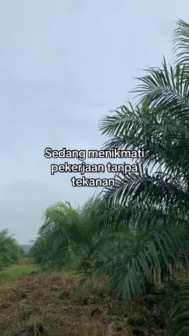 🤪#fyp #fypシ #foryou #sawitontiktok #sawitsumatra 