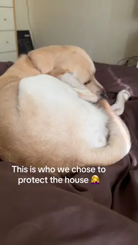 He’s a strange one. #strangedog #funnydog #dog #labrador #golden 