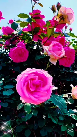 #كلام_من_ذهب #هناك #saadiaelhabib #nature_🌿 #حكم 