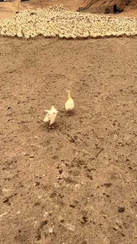 Chân em bị tật hay sao á nên đi mấy bước liền nằm nghỉ , thương quá nhưng tui hổng nhịn được cười 😂😂😂 xin lỗi em🤭#khoanhkhacdangyeu #petcute #vit 