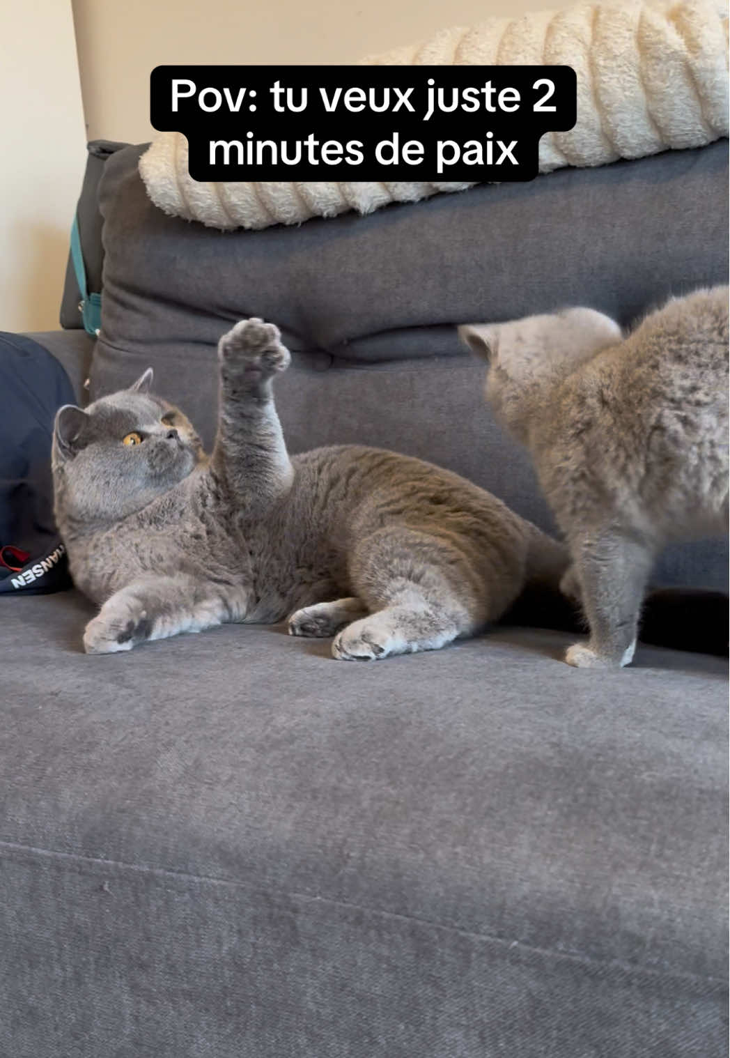 Je me lance, je suis toujours là première à lancer les hostilités. Et vous ? 😂 #chat #humour #catoftiktok #britishshorthair #couple 