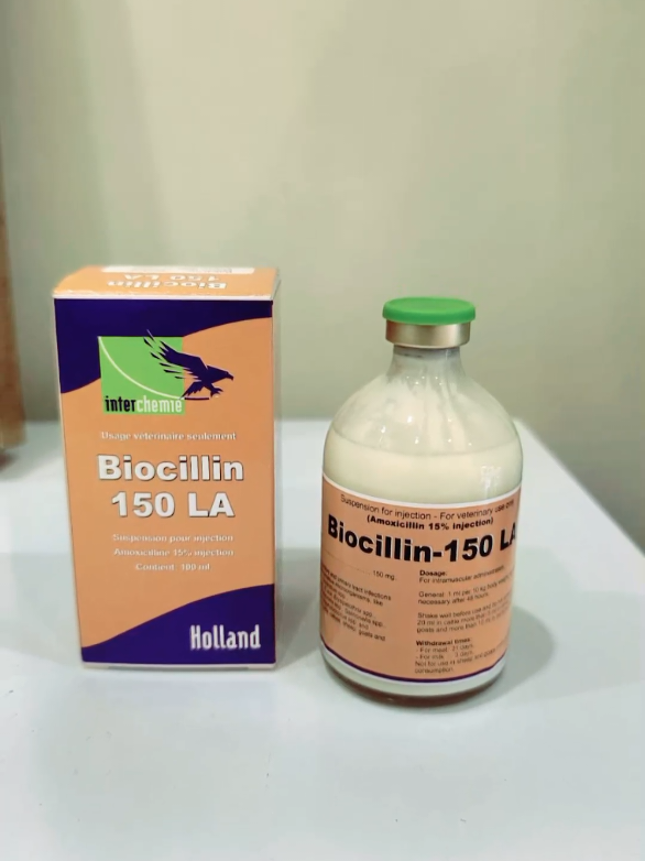 يستخدم الأموكسسلين لعلاج الالتهابات المختلفه ف. الجسم ومنها التهاب الضرع  #أدوية #بيطرية #حالات#علاجية #قطر