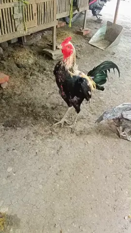 #pamaiq #pamangonantilock #atrettembak 