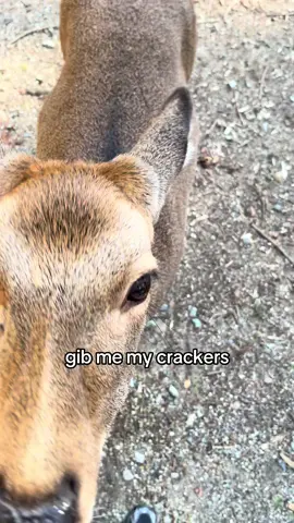 chotto matte kudasai!! #deer #deerpark #nara #japan #osaka 