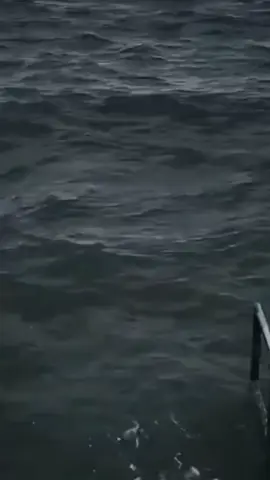 đại hội suc vat 🐧#xuhuongtiktok #creatortiemnang #lienquanmobile #lienquanmobile_garena #xuhuong 