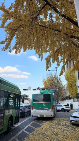 musim gugur🍁🍂#autumnvibes #pmi#seoulkorea #fyp