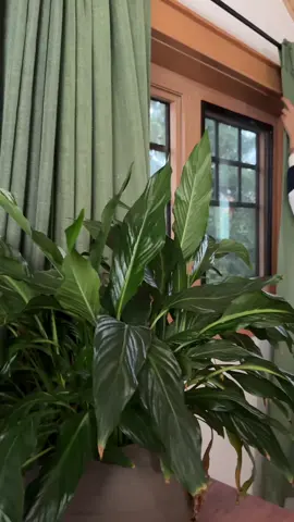 🍀🍀#fyp #punjabi #sandhu 