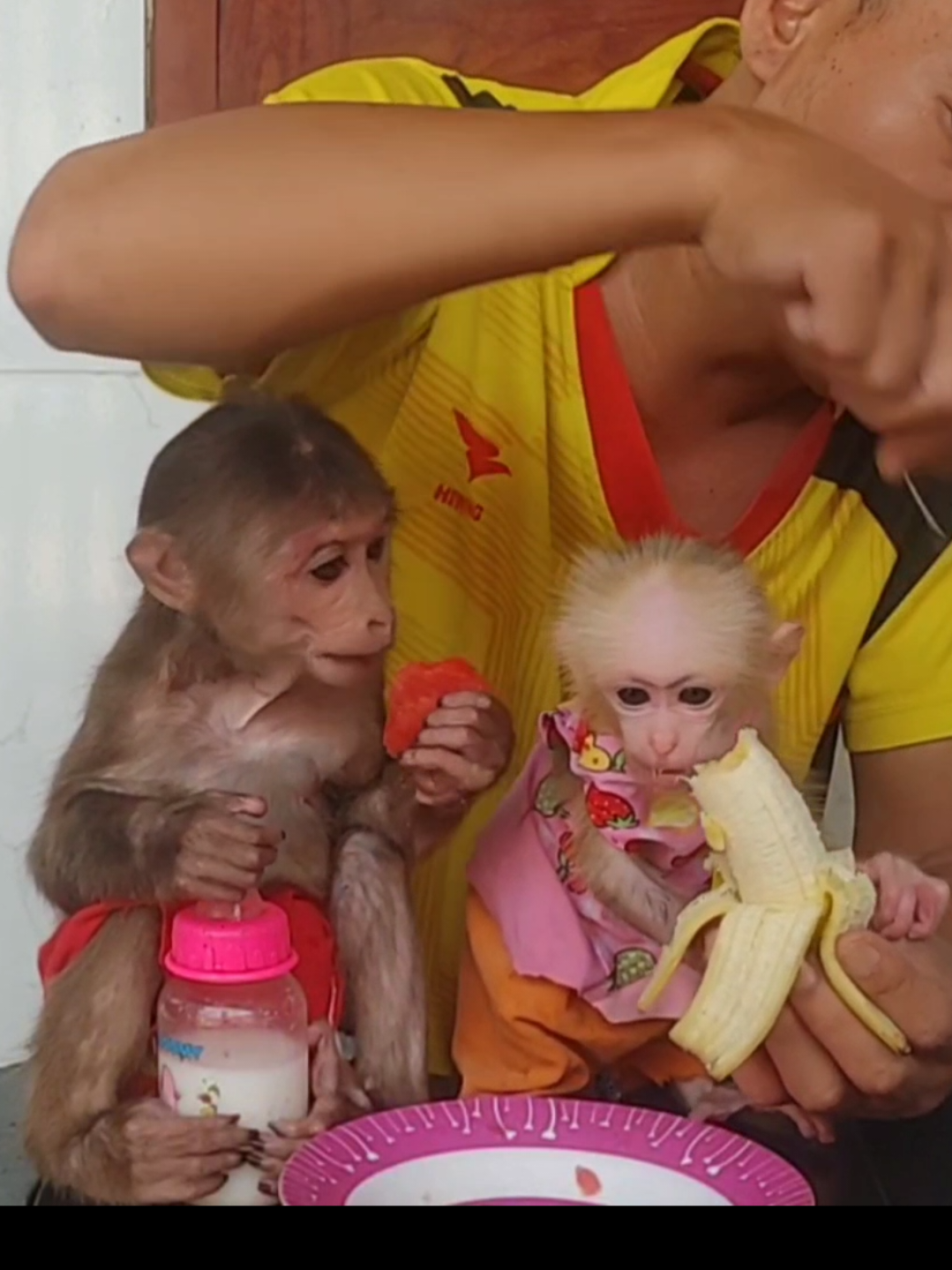 Monkey Cubin is so cute #fyp #funnyPents #xuhuongtiktok #babymonkey #foryou 