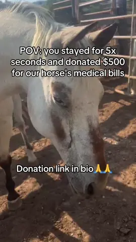 POV: you stayed for 5x seconds and donated $500 for our horse's medical bills#horselovers #horserescue #horsesanctuary #support #donate 