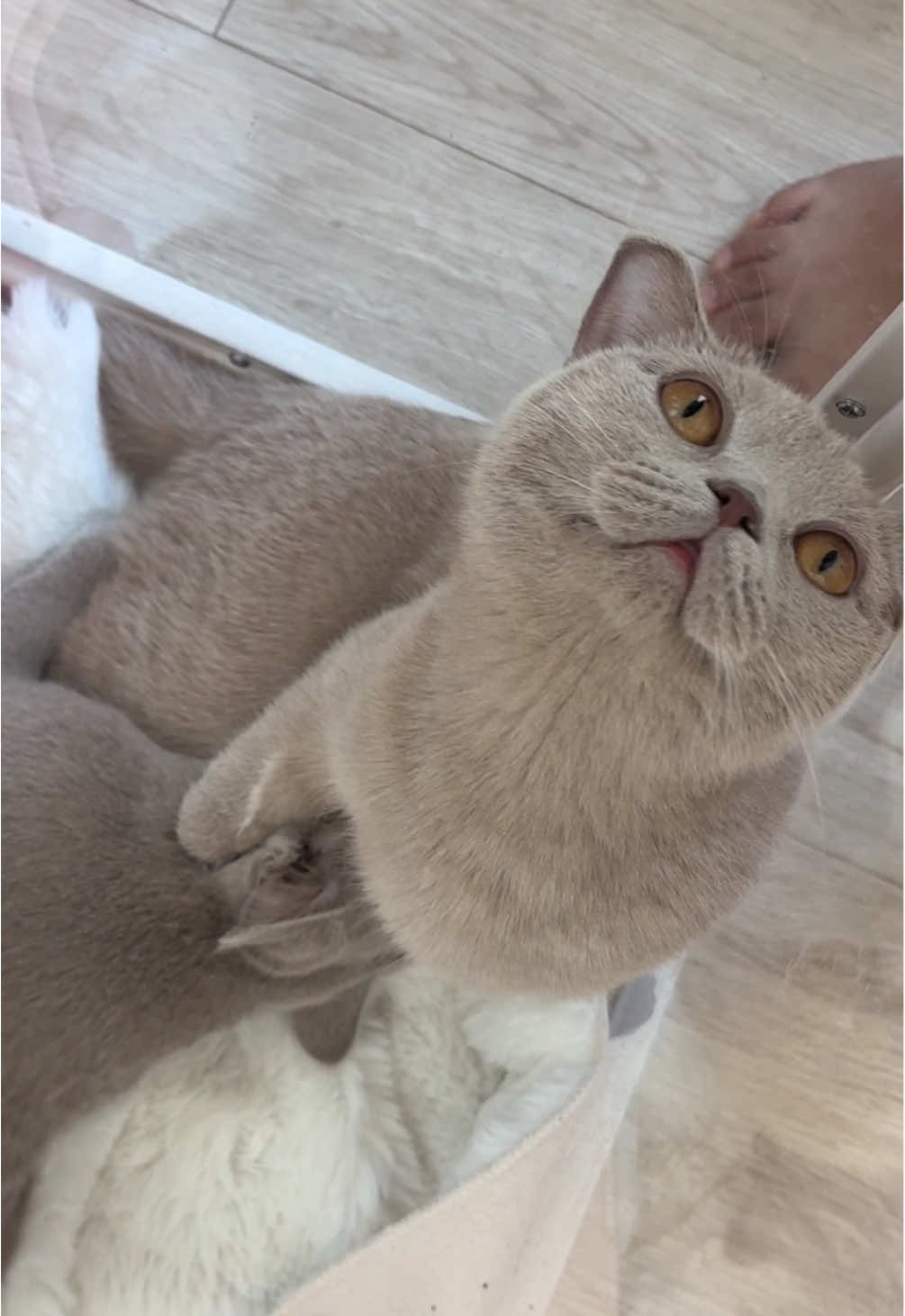 รักเหมือนลูกในไส้  . . #ไอวี่แมวไม่มีมือ #aivygoodcat 